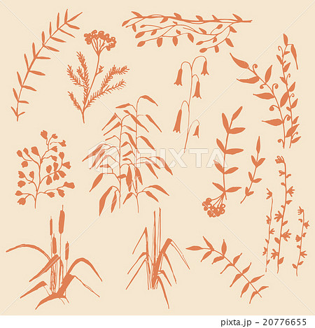 Wild Plants 20776655