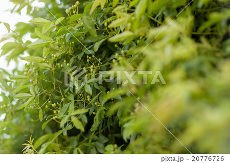 Rosa banksiae 20776726
