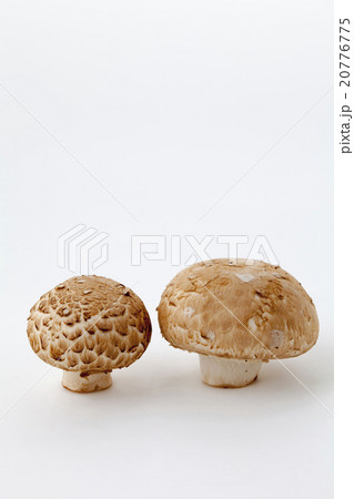 ブラウンマッシュルーム 20776775