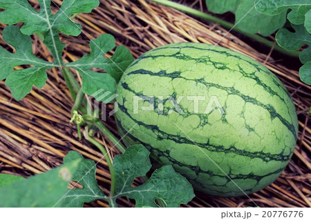 スイカ 20776776