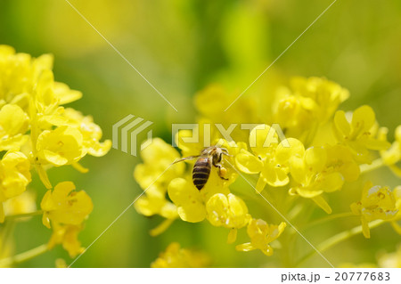 菜の花　背景素材　黄色　3月　みつばち 20777683