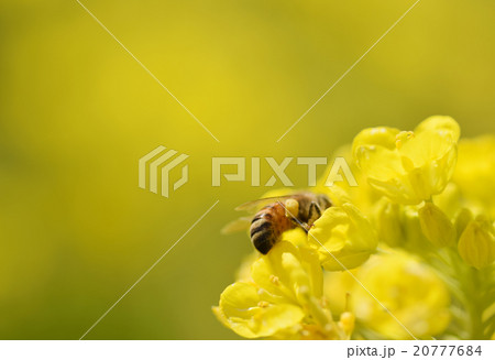 菜の花 背景素材 黄色 3月 みつばち 菜の花 背景素材 黄色 3月 みつばち 20777684