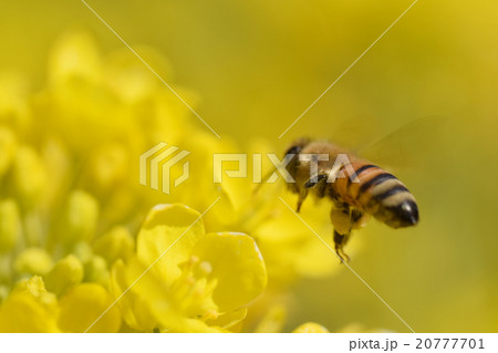 菜の花 背景素材 黄色 3月 みつばち 菜の花 背景素材 黄色 3月 みつばち 20777701