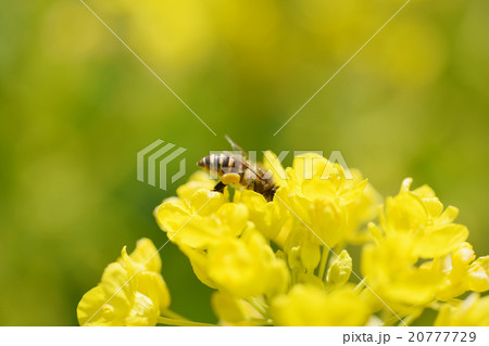 菜の花　背景素材　黄色　3月　みつばち 20777729