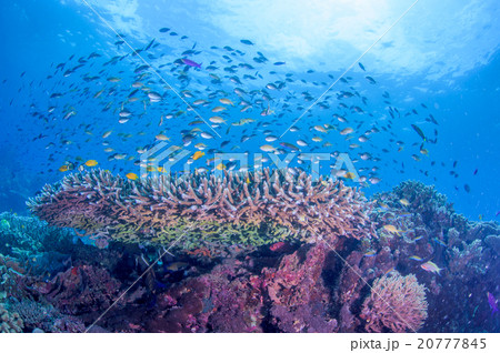 水中景観 20777845