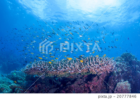 水中景観 20777846