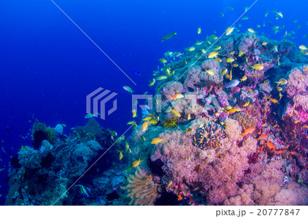 水中景観 20777847