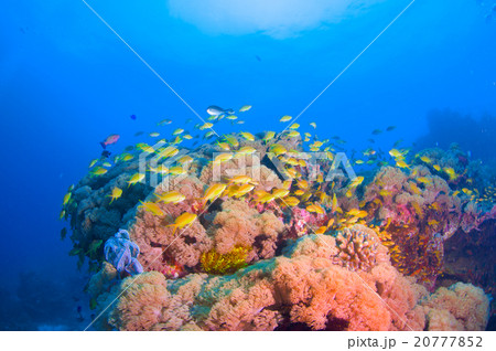 水中景観 20777852
