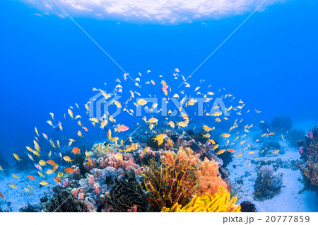 水中景観 20777859