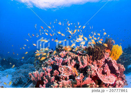 水中景観 20777861