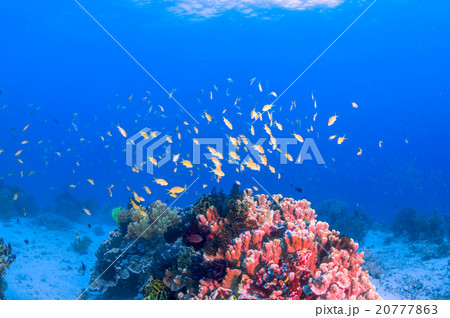 水中景観 20777863