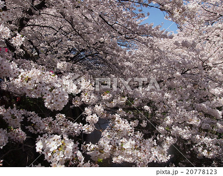 桜 桜 20778123