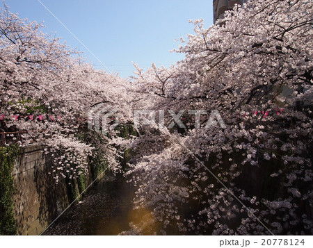 桜 20778124