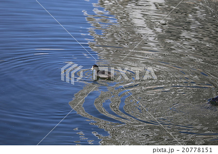 藻をくわえたオオバン 20778151