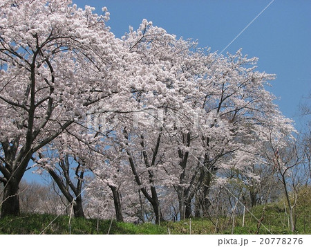 金鳥山の桜 金鳥山の桜 20778276