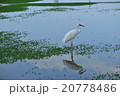 スパティフィラム 鳥綱 緑色 20778486