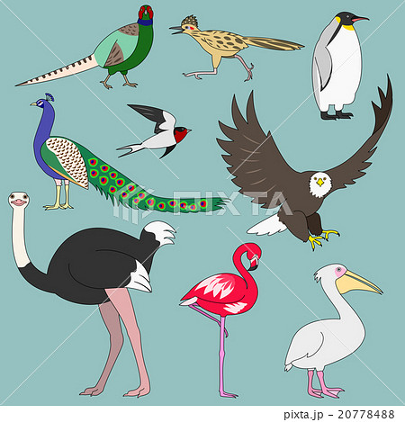 いろいろな鳥のイラスト素材 20778488 Pixta