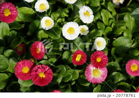 デージ―　ヒナギク　 20778761