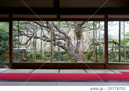 春の宝泉院、南側庭園全景 20778792