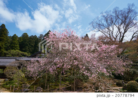 春の実光院、不断桜 20778794