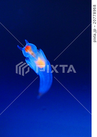 知床の妖精 20778968