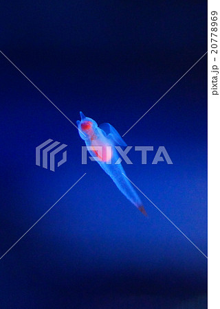 知床の妖精 20778969