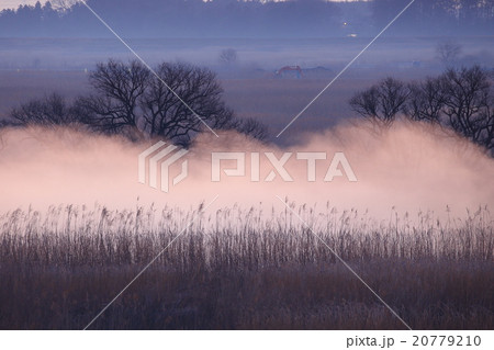 湿原の朝 20779210