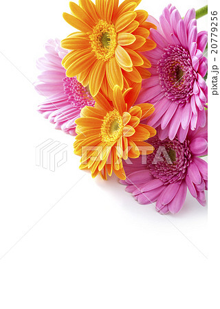 ガーベラのプレゼント 20779256