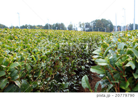 静岡のお茶畑 20779790