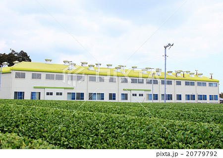 静岡県のお茶畑とお茶工場、牧之原市 静岡県のお茶畑とお茶工場、牧之原市 20779792
