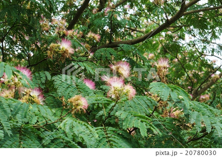 夏の木の花・富士の裾野の林にひっそり艶やかに花を開く合歓の花・横位置 20780030
