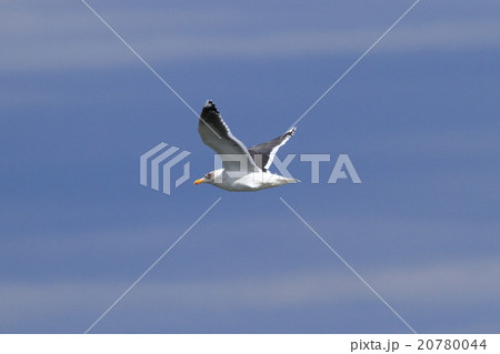 カモメ 20780044
