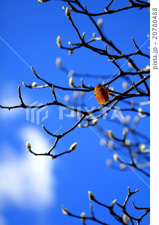 青空に白木蓮の芽吹き 青空に白木蓮の芽吹き 20780488