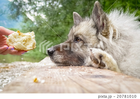 Wolfspitz  20781010