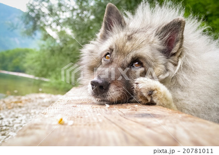 Wolfspitz  20781011