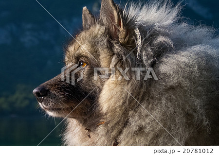 Wolfspitz  20781012