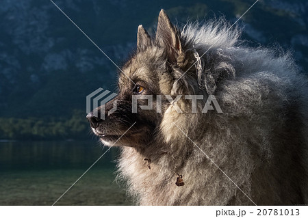 Wolfspitz  20781013