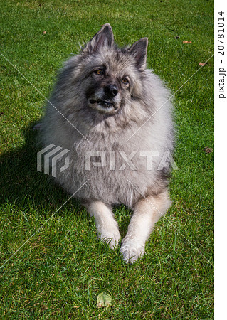 Wolfspitz  20781014