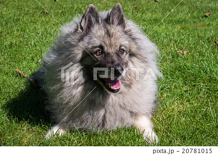 Wolfspitz  20781015