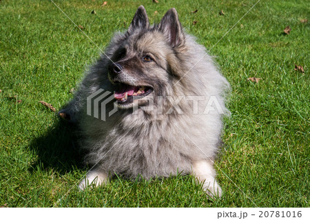 Wolfspitz  20781016