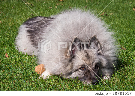 Wolfspitz  20781017