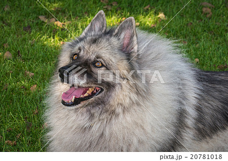 Wolfspitz  20781018
