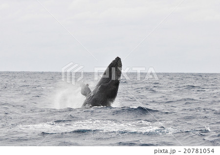 ザトウクジラ 20781054