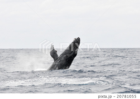 ザトウクジラ 20781055
