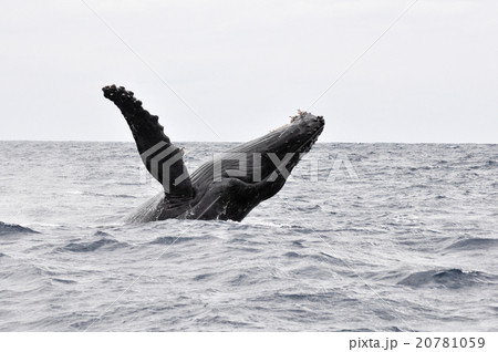 ザトウクジラ 20781059