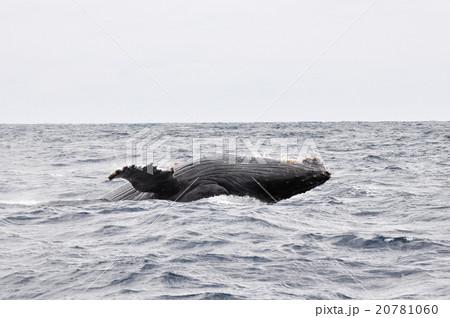 ザトウクジラ 20781060