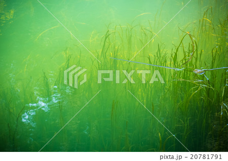 Sunbeams in the clear water Sunbeams in the clear water 20781791