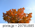 紅葉と青空 20781885