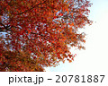 紅葉 20781887