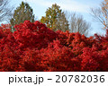 紅葉 20782036